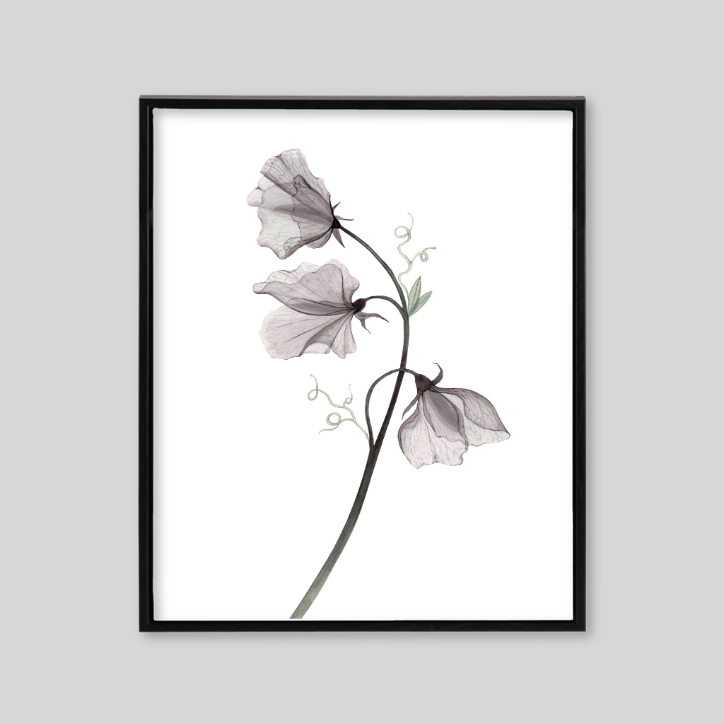 White canvas with three black flowers with translucent petals