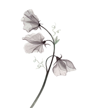 White canvas with three black flowers with translucent petals
