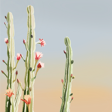 Three cacti on light blue to peach gradient background